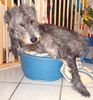 Irish Wolfhound Foto (ID 9539) Irish Wolfhound Hund