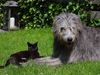 Irish Wolfhound Foto: Luca und Zalika (ID 8797) Irish Wolfhound Hund