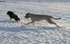 Irish Wolfhound Hund