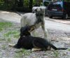 Irish Wolfhound Hund