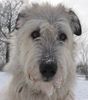 Irish Wolfhound Hund