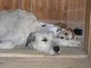 Irish Wolfhound Foto: Wir sind ja sooooo müde! (ID 3986) Irish Wolfhound Hund