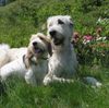 Irish Wolfhound Foto: Gute Freunde: Robin und klein Rudi (ID 3985) Irish Wolfhound Hund