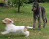 Irish Wolfhound Foto: Flott unterwegs... (ID 4990) Irish Wolfhound Hund