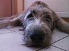 Irish Wolfhound Hund