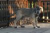 Irish Wolfhound Foto: Sam, 14 Wochen alt (ID 36078) Irish Wolfhound Hund