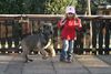 Irish Wolfhound Hund