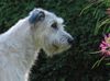 Irish Wolfhound Foto: Robin im September 2003 (ID 5363) Irish Wolfhound Hund