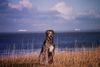 Irish Wolfhound Foto: Gaoth Cú macht Urlaub an der See (ID 14413) Irish Wolfhound Hund