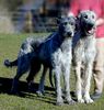 Irish Wolfhound Foto: Wolfspaar (ID 9540) Irish Wolfhound Hund