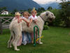 Irish Wolfhound Hund