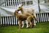Irish Wolfhound Foto: Bussi -Bussi (ID 13843) Irish Wolfhound Hund