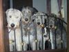 Irish Wolfhound Foto: Wir warten auf etwas Leckeres (ID 1242) Irish Wolfhound Hund