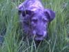 Irish Wolfhound Hund