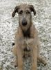 Irish Wolfhound Hund