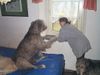Irish Wolfhound Foto: Na, was gibt es denn da so interessantes? Enniscay von Youghal beim Fensterschauen (ID 1421) Irish Wolfhound Hund