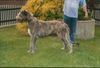 Irish Wolfhound Foto: Hallo, ich bin Filou und auf dem Bild 6 Monate alt (ID 1288) Irish Wolfhound Hund