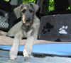 Irish Wolfhound Hund