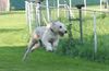 Irish Wolfhound Foto: Wo ist das Hasi ? (ID 14833) Irish Wolfhound Hund