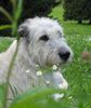 Irish Wolfhound Foto: Robin macht Urlaub (Juni 2004) (ID 12781) Irish Wolfhound Hund
