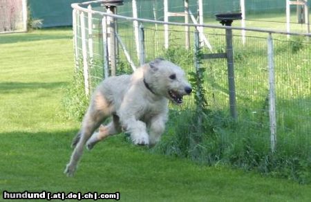 Irish Wolfhound Hunde Foto 14833 in höherer Auflösung ansehen Irish Wolfhound Wo ist das Hasi ?