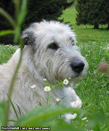 Irish Wolfhound Hunde Foto 12781 Irish Wolfhound Robin macht Urlaub (Juni 2004)