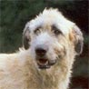Irish Wolfhound, Irischer Wolfshund