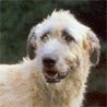 Irish Wolfhound Hund