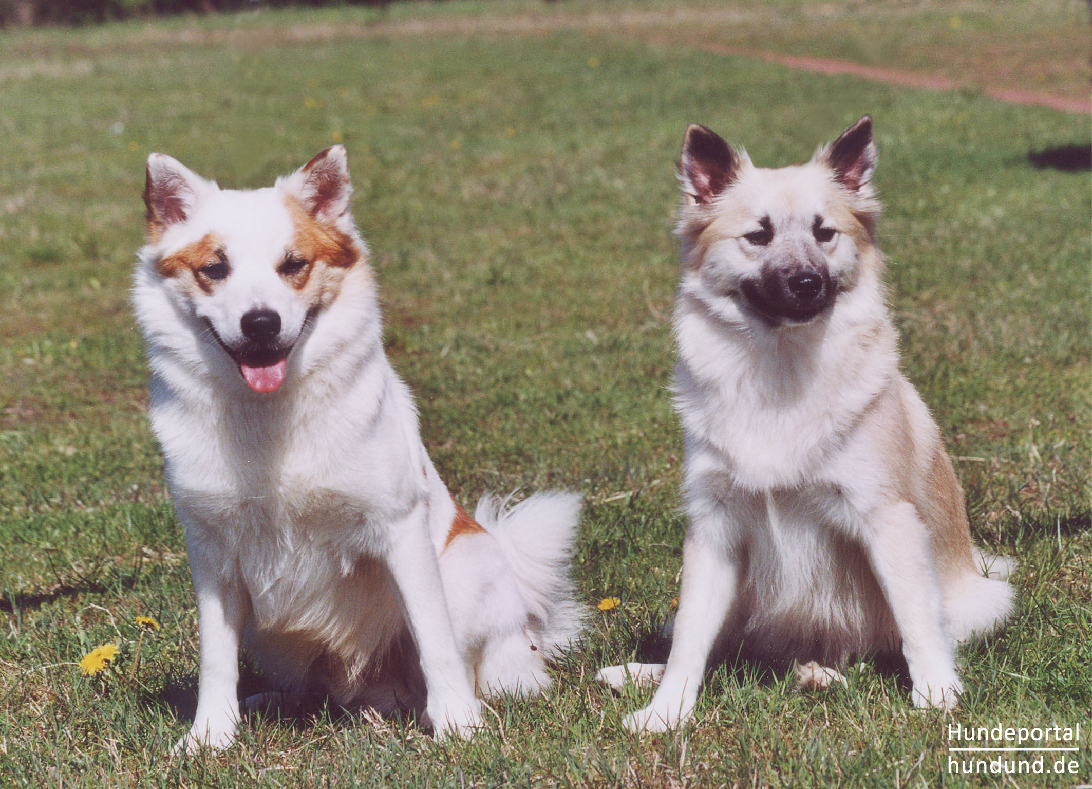 33+ Island Hund Welpen Kaufen Pics