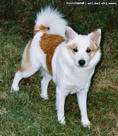 Islandhund Hunde Foto 22008 in höherer Auflösung ansehen Islandhund skotti