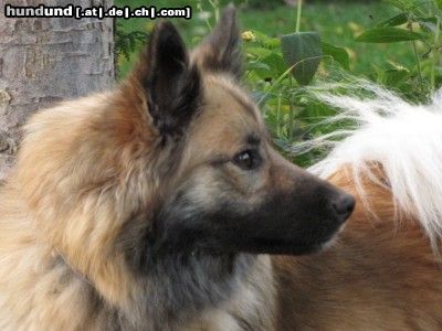 Islandhund Ansvör-Smilla von der Kinnwies
