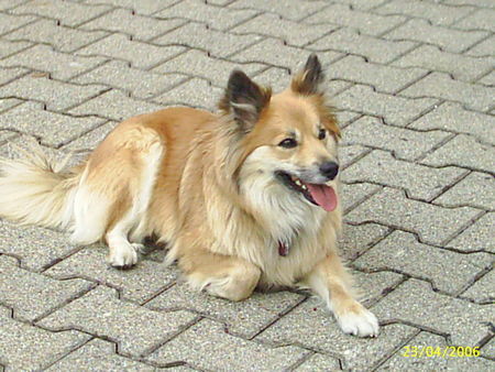 Islandhund Hunde Foto 31178 Islandhund Unsere Hündin Wiggi
