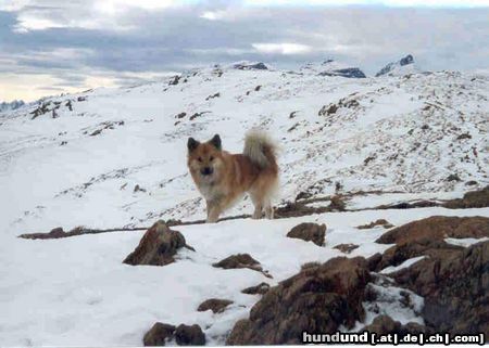 Islandhund Fjalli, 1 1/2 Jahre alt, Innsbruck, Österreich