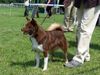 Islandhund Foto: Mora (ID 43893) Islandhund Hund