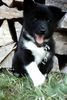 Islandhund Foto: chili (ID 13466) Islandhund Hund