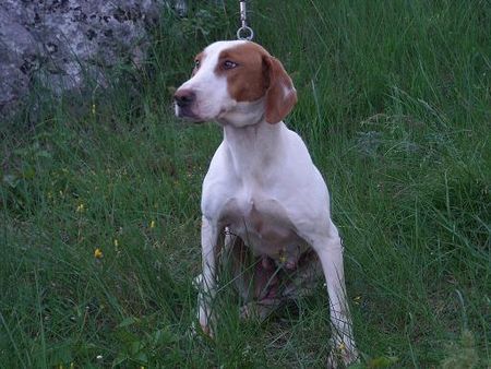 Istrianer Kurzhaarige Bracke Hunde Foto 42981 Istrianer Kurzhaarige Bracke istarski gonic