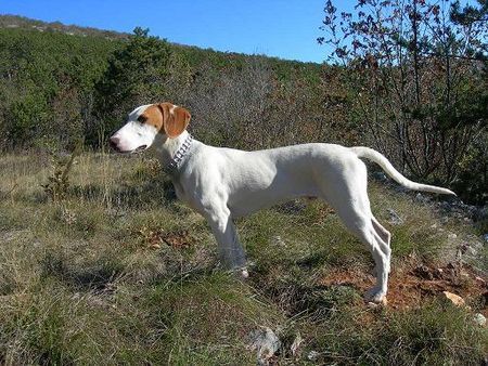 Istrianer Kurzhaarige Bracke Hunde Foto 42985 Istrianer Kurzhaarige Bracke istarski gonic