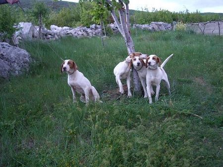 Istrianer Kurzhaarige Bracke Hunde Foto 42982 Istrianer Kurzhaarige Bracke istarski gonic