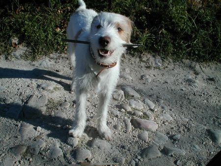 Istrianer Rauhhaarige Bracke Hier ein Foto unseres Rüden (Istrianische Rauhaarige Bracke) mit cca 6 Monaten. Er ist ein Superfamilienmitglied, sehr anhänglich und folgsam. Es ist schon unser zweiter Hund dieser Rasse und wir können ihn nur weiter empfehlen. By the way: die istrianische Rauhaarbracke kommt aus Kroatien und nicht aus Slowenien (istrien ist eine Region in Kroatien). Viele Grüsse - Filinic