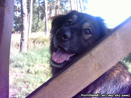 Istrianer Schäferhund Dicker