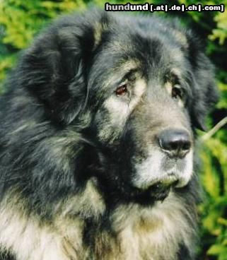 Istrianer Schäferhund Hunde Foto 14826 in höherer Auflösung ansehen Istrianer Schäferhund sarplaninac