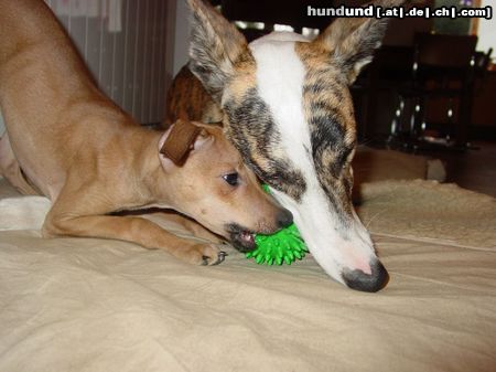 Italienisches Windspiel www.galgo-hilfe.de