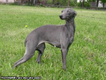 Italienisches Windspiel Italian Greyhounds kennel was found in 1986 , the home of 26 Champions, imported stud -male at serve, showw quality puppies available from time to time ( for booking )