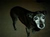 Italienisches Windspiel Foto: unser Liebling ist schon 17 Jahre (ID 4627) Italienisches Windspiel Hund