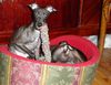 Italienisches Windspiel Foto: Barbi Babsbaberley iz Ozherelia.Rus. (ID 20809) Italienisches Windspiel Hund
