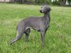Italienisches Windspiel Foto: Italian Greyhounds kennel was found in 1986 , the home of 26 Champions, imported stud -male at serve, showw quality puppies available from time to time ( for booking ) (ID 11508) Italienisches Windspiel Hund