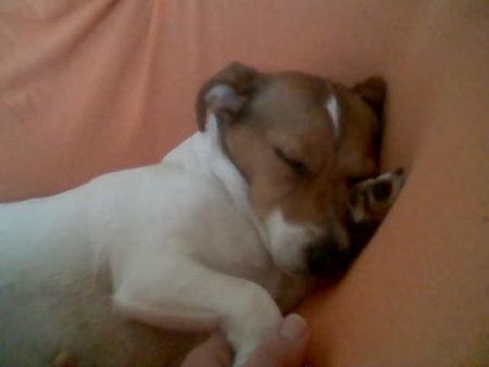Jack-Russell-Terrier Hunde Foto 37364 Jack-Russell-Terrier ohne worte einfach zum geniessen