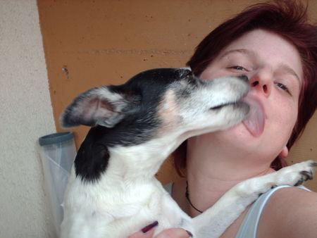 Jack-Russell-Terrier Hunde Foto 34034 Jack-Russell-Terrier liebe kann so schön sein