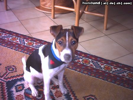 Jack-Russell-Terrier Hunde Foto 7938 Jack-Russell-Terrier Ich bin der Prinz