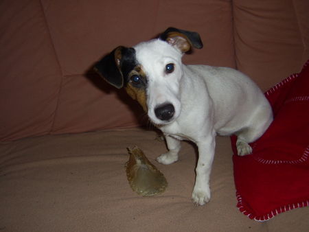 Jack-Russell-Terrier Cocki's (7.M.) erstes Weihnachtsgeschenk, ein Rinderhaut-Schuhe